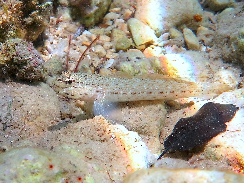 Gobius incognitus (M. Kovacic and R. anda, 2016) vs. Gobius bucchichi (Steindachner,1870)